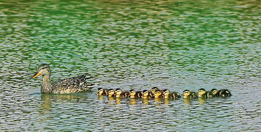 PS+欧美服12月会免引玩家不满 送的游戏是试玩版？